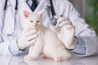Импортные вакцины для кошек (Биофел, Фелоцел)