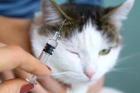 Вакцина для кошек Мультифел-4