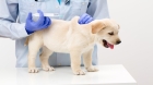Импортные вакцины для собак (Биокан, Вангард, Каниген) 