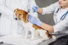 Вакцина для собак Мультикан-8