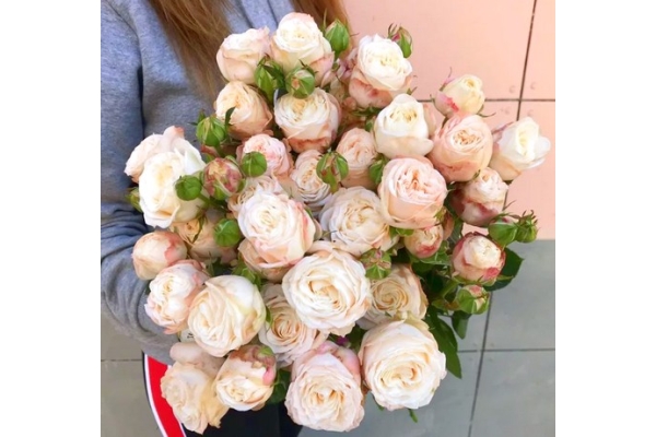 Кустовая пионовидная роза Bombastic (бледно-персиковая, кремовая)